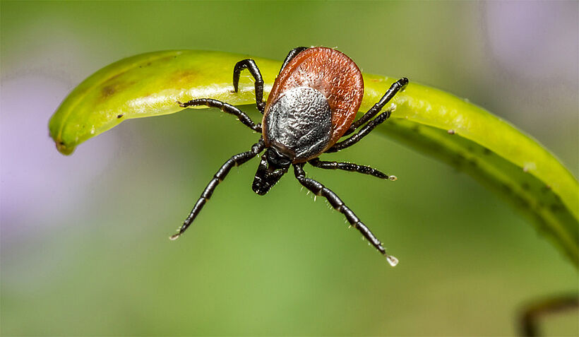 Tick sitting on green leaf